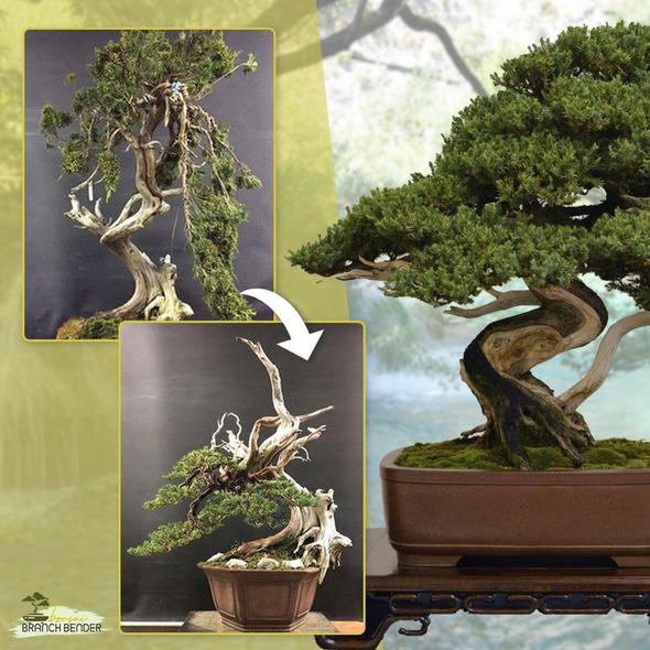 Bonsai Branch Bender - Image 5